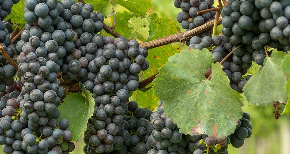 Armenian Wine: Amazing Things You Need To Know 